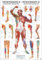 Triggerpunkte I Arm & Bein. 50x70 cm: Trigger Points Arm and Leg