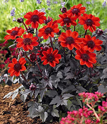 BALDUR Garten Dahlie Pulp Fiction,2 Knollen Dahlia, niedrige Dahlien