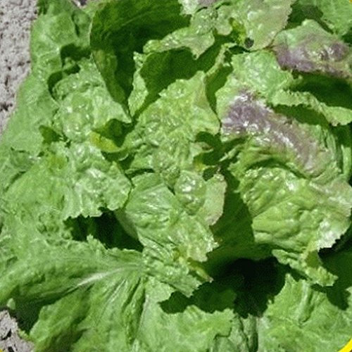 50 iceberg semi-lattuga