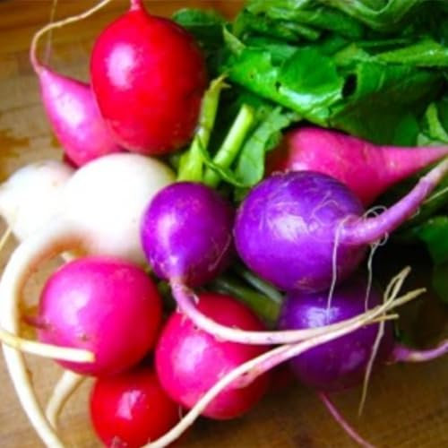 Luojuny Rettichsamen, 150 Stück, gemischte Farben, nahrhafte Rettichsamen, einfach zu züchtende Gemüsegarten- und Hofpflanze Rettichsamen