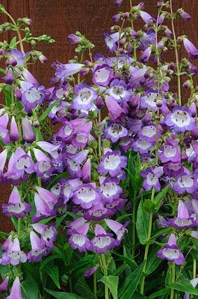 seedsown Belle 50 Cannelle Basilic (Graines Bio)