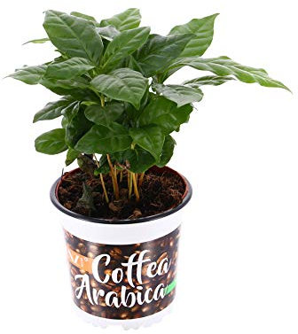 Coffee Arabica Plant in 12cm Pot Approximately 10-15cm Tall Exc Pot (Live Plants)