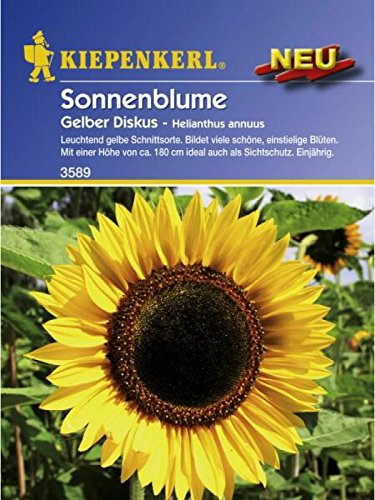 Helianthus annuus Sonnenblume Gelber Diskus