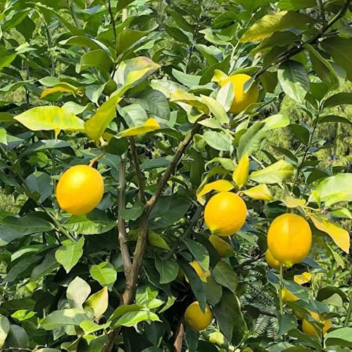 semi di limone, da frutto nani, resistenti frutto colonnare vecchie varietà esotico serre da balcone colonnari colonnari di limone frutteto comprare 60pcs