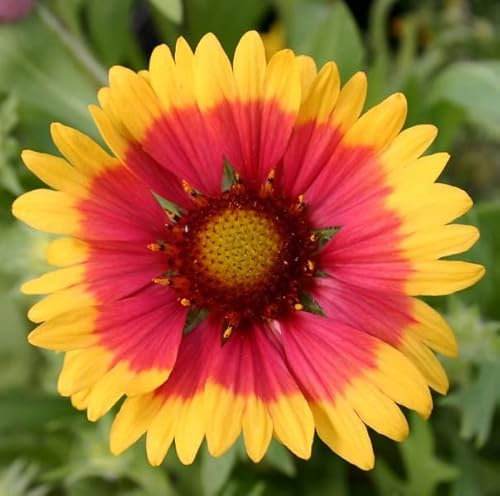 12 unità Gaillardia 'Kobold' - Perenne Gaillardia Vaso 9x9cm ±1 m² - Fiore Perennante con Fiori Compatti e Vibranti per Giardini