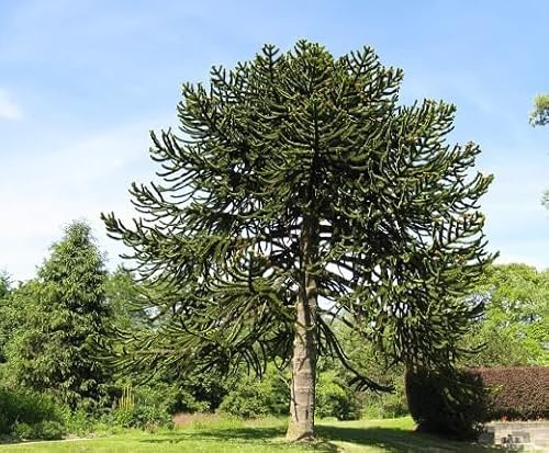 40 semillas de árbol de araucaria