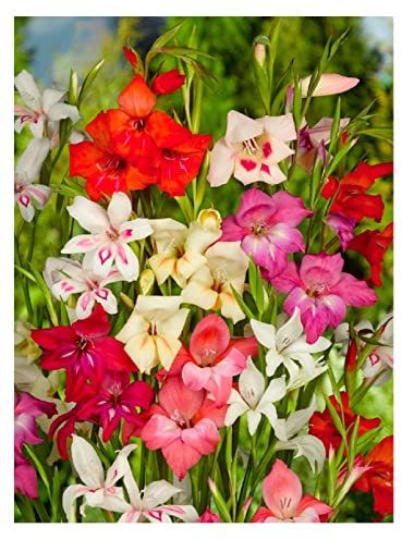 10x Gladioli Nanus Mix Bulbs Summer Flowering Dwarf Gladiolus Multicoloured Garden Cut Flowers Autumn Planting Hardy Corms