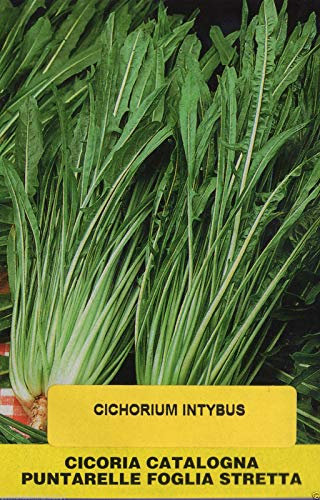 Portal Cool 1000 Semi Cicoria Catalogna Puntarelle Foglia Liscia Torrefatta Asparagi