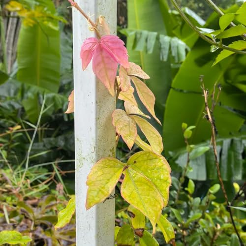 wilder wein, kletterpflanzen winterhart jungfernrebe, nachhaltige produkte rankpflanzen winterhart garten alte sorten balkon deko 350samen