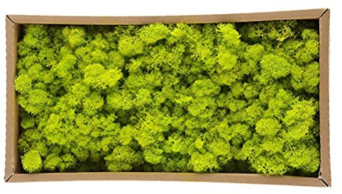 Konserverad Dekorativ Mossa, Fruktgrön 500g, Naturlig Hantverksmossa för DIY, Terrarium, Väggdekoration och Säsongsinredning, Passar för Hem och Kontor