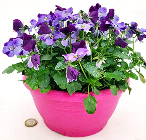 POWERS TO FLOWERS - VIOLE DEL PENSIERO, VIOLA A FIORE PICCOLO VIOLA BICOLORE IN CIOTOLINA 20CM DIAMETRO, pianta vera