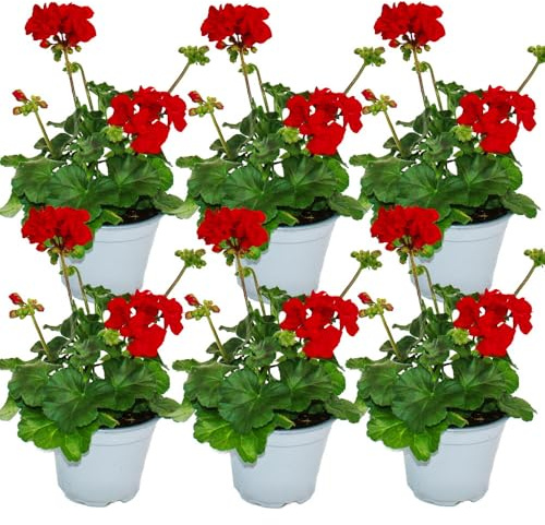 Lot de 6 géraniums debout - Pelargonium zonale - Pot de 12 cm - Rouge foncé