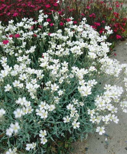 Cerastium biebersteinii 9x9 cm Topf – Winterhart & Mehrjährig & Pflegeleicht – Silberteppich – Bodendecker für Steingarten & Beet