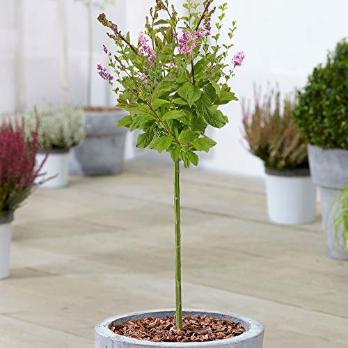 Arbre Syringa Minuet | Lilas Caduc en Pot pour Petits Jardins | Arbre Ornemental à Tige Standard | Plantes de Jardin