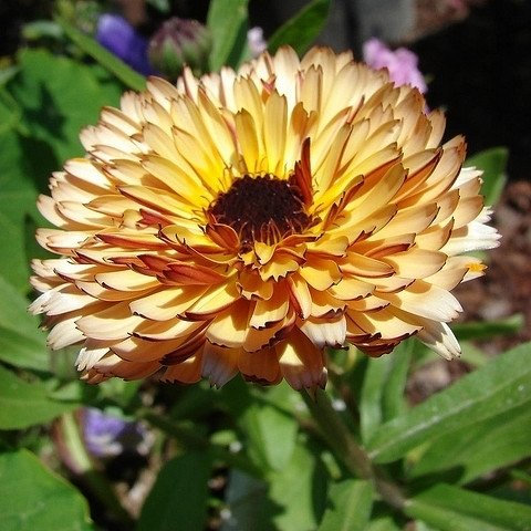 Pot Marigold Abricot Beauté Graines - Calendula officinalis