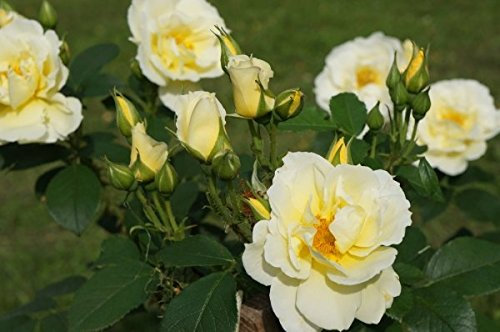 Müller Münchehof GmbH Bodendeckerrose in div. Farbnuancen – im Container Farbe Rot