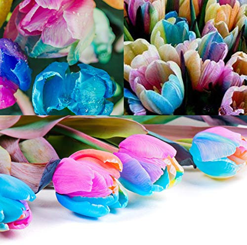 TOYHEART 5 Stück Premium Blumensamen, Tulpensamen Natürliche Produktive Mehrjährige Regenbogenfarbe Tulpenzwiebeln Samen Für Den Innenhof Regenbogen