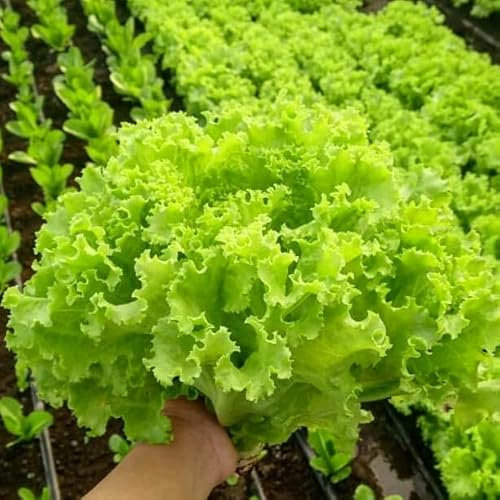 Lettuce Green Salad Bowl - 1000 Seeds + Freebie + Plant tag - Lactuca Sativa