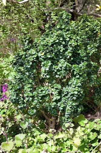 Japanischer Liguster 'Rotundifolium' 80-90 cm Topf Ligustrum japonicum