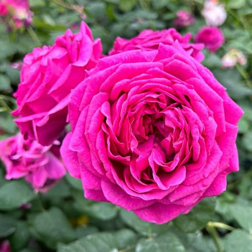 Edelrose 'Laudatio ®' ist eine purpurfarbene bis pinkviolette, öfterblühende Gartenrose mit intensivem. Im 5 Liter Topf.