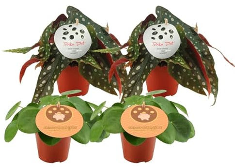 2 x Pilea Peperomioides + 2 x Begonia Maculata – 4 unidades – Ø12 cm – 20 cm