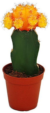 Exotenherz Gymnocalycium mihanovichii - Erdbeerkaktus - orange - 5,5cm Topf