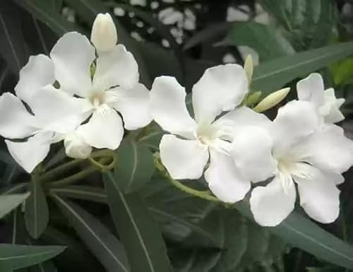 100 graines de fleurs de laurier-rose blanches