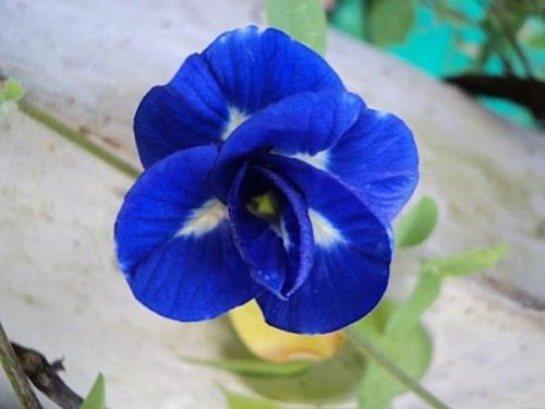 Tara-jardín de 50 semillas mariposa azul semillas de guisante CLITORIA ternatea vid de la flor Oganic NATIVE