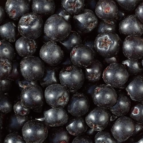 Semi di aronia, bacche di aronia, vecchie varietà melanocarpa, per gli amanti del giardino frutteto Cespuglio bacche, frutto colonnare da frutto colonnari da 20pcs