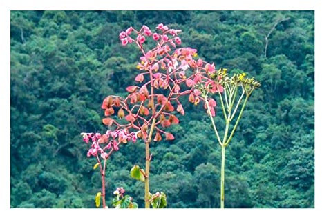 Pcs - 10x Begonia Fischeri Fleurs Jardin Plantes - Graines ID333 - Seeds & Plants Shop by Ipsa