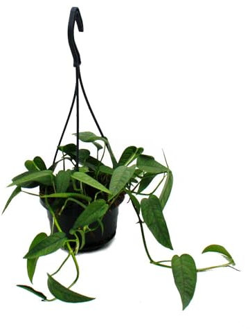 Pflegeleichte Mini-Ampelpflanze - Epipremnum 'Cebu Blue' - Blaue Efeutute