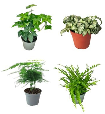 I Giardini di Giulia | Lot de 4 plants verts pour Terrarium Fai-da-Te | Fougère, Lierre, Fittonia, Asparagus | Plantes Vies faciles à entretenir (Fittonia Bianca)
