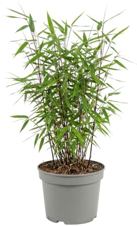 Bloomique - Fargesia Red Dragon - Pianta di bambù rosso - Non espansiva - Resistente - Sempreverde - Pianta da siepe - Piante da giardino - Altezza 50-70 cm - Vaso 17 cm