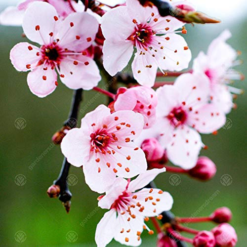 Prunus cerasifera 'Pissardii Nigra' | Purple Leaved Plum | Fruit Tree | 4-5ft