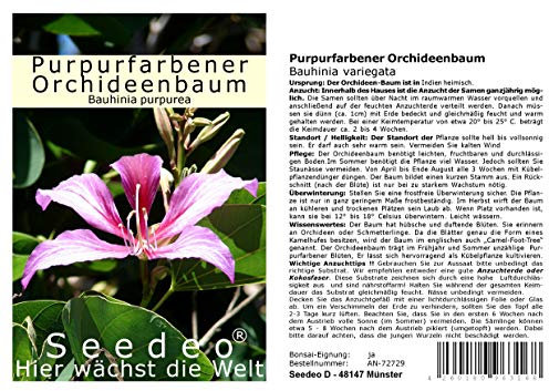 Seedeo Purpurfarbener Orchideen - Baum (Bauhinia purpurea) 10 Samen