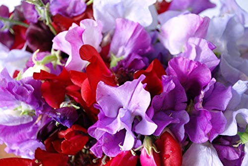 PREMIER SEEDS DIRECT - Sweet Pea - Royal Family Mix - 13 GRAM ~ Approx 125 Flower Seeds