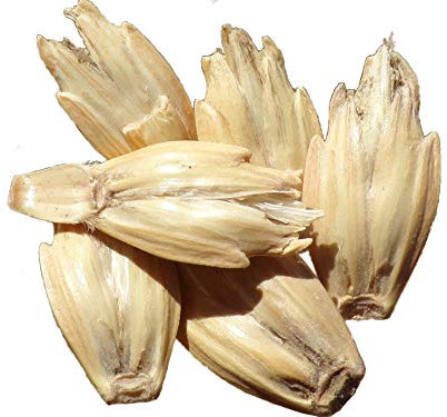 Epeautre d’Automne - 100 grammes - Triticum Spelta - Spelt - (Engrais Vert) - SEM26