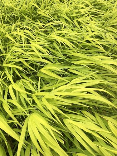 6 x Hakonechloa macra ‘All Gold’ – ornamentale giapponese dorata - vaso 9x9 cm