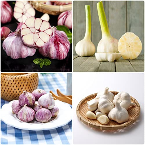 5 Stück pflanzknoblauch frühjahr bio knollen Knoblauch Hydroponik - Seltene Pflanzen serie - mix zimmerpflanze zwiebeln deko büro garten geschenk gemüsepflanzen gemüse pflanzen