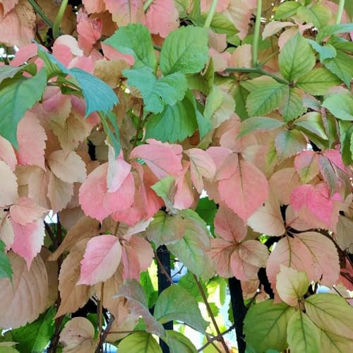150 pcs Wilder Wein Kletterpflanze Samen - balkonpflanzen winterhart Parthenocissus tricuspidata - kleine geschenke plantura grüne deko ausgefallene geschenke grünpflanzen hochbeett