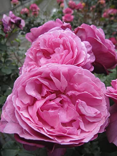 Rosa Kaffe Fassett Rose ® - Stammrose Kaffe Fassett Rose - Edelrose - Tantau Rose