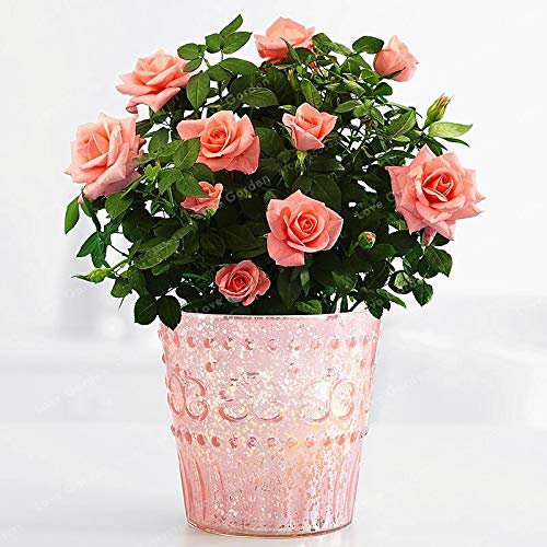 Nouvelles Graines De Rosiers Miniatures Pour Le Jardinage Rose Pâle Ensemble De 100 Pièces