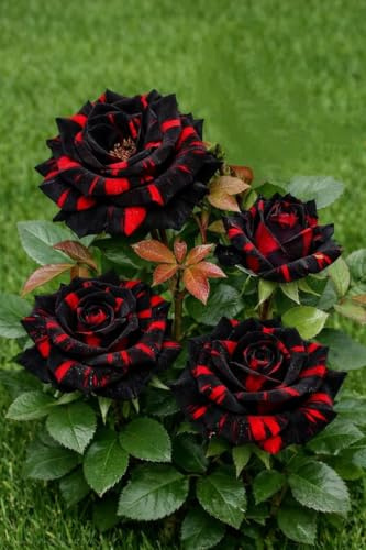 Rosa rara - Arbusto di rosa perenne resistente - Riccamente profumata - Adatta per la coltivazione in vaso e in piena terra - Splendida decorazione per giardini-1 root-F