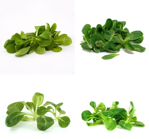 lattuga d'agnello da orto rialzate semi di lattuga da giardino perenni resistenti appartamento esotiche varietà di esotici tradizionali semi varietà 100semi
