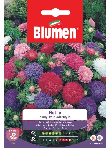 Sementi di Astro bouquet in miscuglio Blumen semi seeds giardino fiori aiuole