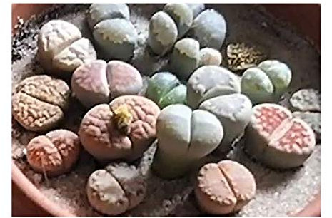 Stk - 20x Lithops sp. Mix Sukkulenten Lebende Steine Pflanzen - Samen A417 - Seeds & Plants Shop by Ipsa