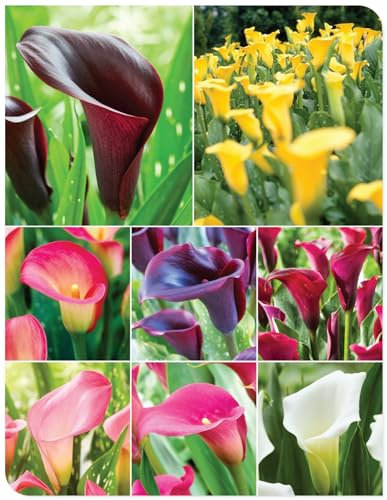 Calla Lily Zwiebeln Winterhart Mehrjährig Winterhart zwiebeln Bonsai Pflanzen DIY Garten