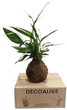 Kokedama de Espatifilo – Una Planta de Interior Única y Sofisticada de DECOALIVE
