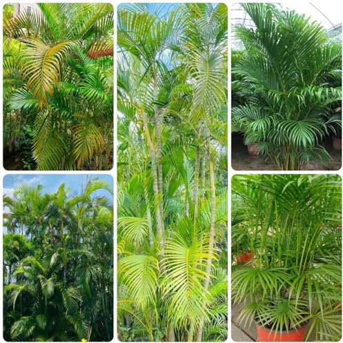 goldfruchtpalme samen - winterharte balkonpflanzen luftreinigende zimmerpflanzen seltene pflanzen hochbeet samen wohnzimmer pflanzen winterharte pflanzen für garten grünpflanzen 15pcs