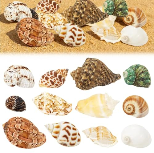 DIGNFENG 12PCS Coquilles Naturelles pour Bernard l'ermite, Coquilles de 4 à 8 cm Idéales pour Petits et Moyens Bernard l'ermites, Parfaites pour Décoration Aquarium DIY et Accessoires Marins